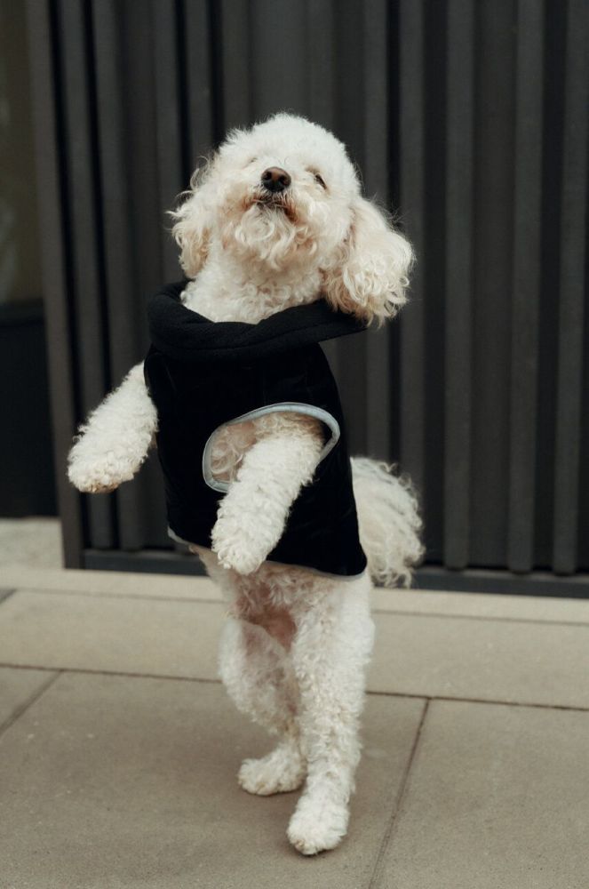 Куртка для собаки Medicine колір чорний (3690250)