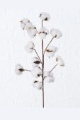 Boltze Декоративна штучна гілка Baumwolle колір білий