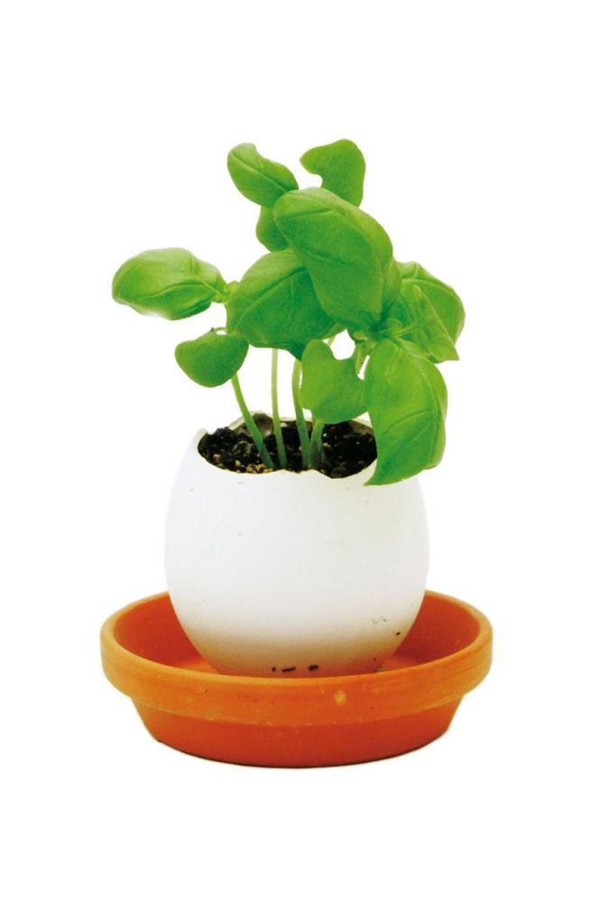 Noted набір для вирощування рослин Eggling Herb Basil колір барвистий
