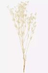 Сушені стебла Madam Stoltz колір бежевий (3344860)