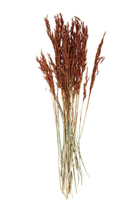 Сушені стебла Madam Stoltz колір барвистий (3344863)