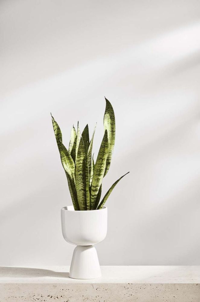 Горщик Iittala Nappula колір білий фото 2