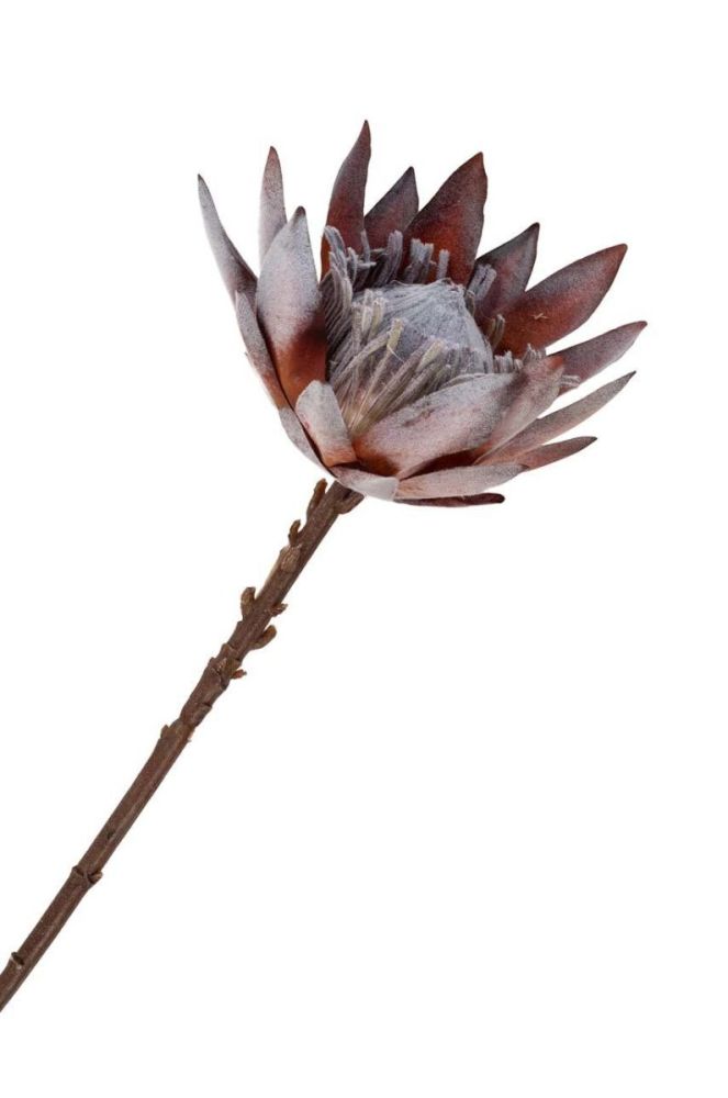 Штучні квіти House Nordic King Protea Bouquet колір барвистий (3677750) фото 4