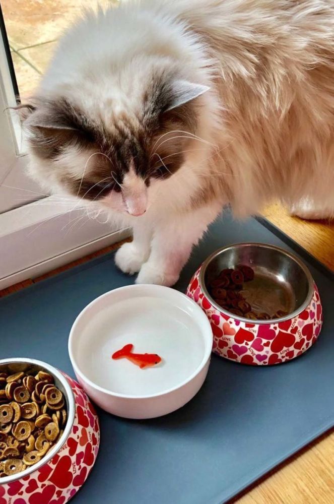 Миска для води для кота Luckies of London Goldfish колір барвистий фото 2