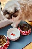 Миска для води для кота Luckies of London Goldfish колір барвистий фото 2