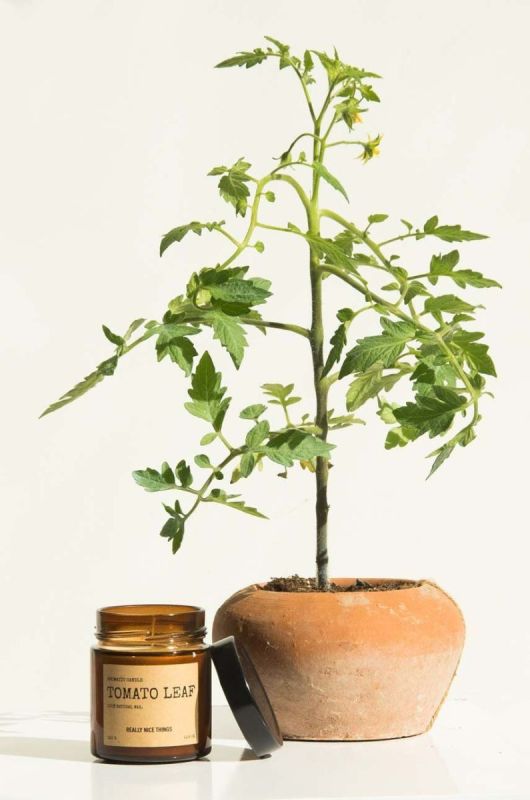 Набір ароматичних свічок Really Nice Things Tomato Leaf & Oregano 2 x 100 g 2 шт. колір барвистий фото 2
