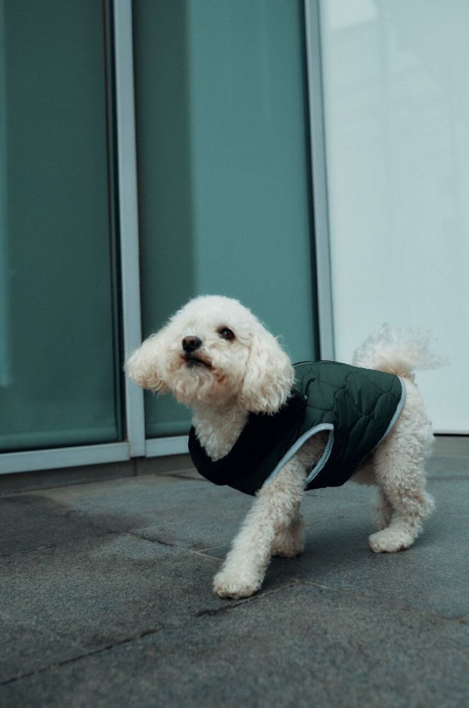 Куртка для собаки Medicine колір зелений (3690154)