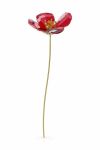 Декорація Swarovski 5646018 GARDEN TALES колір червоний
